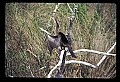 10665-00117-Pelicans, Cormorants and Anhingas-Anhinga.jpg