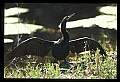 10665-00118-Pelicans, Cormorants and Anhingas-Anhinga.jpg