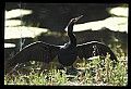10665-00119-Pelicans, Cormorants and Anhingas-Anhinga.jpg