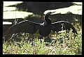 10665-00120-Pelicans, Cormorants and Anhingas-Anhinga.jpg