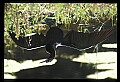 10665-00121-Pelicans, Cormorants and Anhingas-Anhinga.jpg