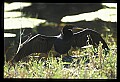 10665-00122-Pelicans, Cormorants and Anhingas-Anhinga.jpg