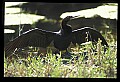 10665-00123-Pelicans, Cormorants and Anhingas-Anhinga.jpg