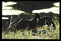 10665-00124-Pelicans, Cormorants and Anhingas-Anhinga.jpg