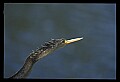 10665-00125-Pelicans, Cormorants and Anhingas-Anhinga.jpg