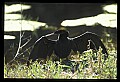 10665-00126-Pelicans, Cormorants and Anhingas-Anhinga.jpg