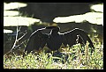 10665-00127-Pelicans, Cormorants and Anhingas-Anhinga.jpg