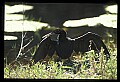 10665-00128-Pelicans, Cormorants and Anhingas-Anhinga.jpg