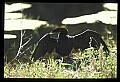 10665-00129-Pelicans, Cormorants and Anhingas-Anhinga.jpg
