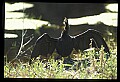 10665-00130-Pelicans, Cormorants and Anhingas-Anhinga.jpg