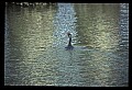 10665-00133-Pelicans, Cormorants and Anhingas-Anhinga.jpg