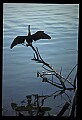 10665-00135-Pelicans, Cormorants and Anhingas-Anhinga.jpg