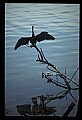 10665-00136-Pelicans, Cormorants and Anhingas-Anhinga.jpg