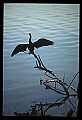 10665-00137-Pelicans, Cormorants and Anhingas-Anhinga.jpg