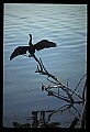 10665-00138-Pelicans, Cormorants and Anhingas-Anhinga.jpg