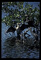 10665-00139-Pelicans, Cormorants and Anhingas-Anhinga.jpg