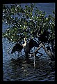 10665-00140-Pelicans, Cormorants and Anhingas-Anhinga.jpg