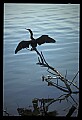 10665-00142-Pelicans, Cormorants and Anhingas-Anhinga.jpg