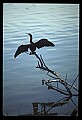 10665-00143-Pelicans, Cormorants and Anhingas-Anhinga.jpg