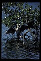10665-00144-Pelicans, Cormorants and Anhingas-Anhinga.jpg