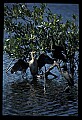 10665-00145-Pelicans, Cormorants and Anhingas-Anhinga.jpg