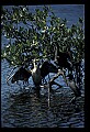 10665-00147-Pelicans, Cormorants and Anhingas-Anhinga.jpg