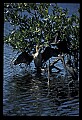 10665-00148-Pelicans, Cormorants and Anhingas-Anhinga.jpg