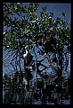 10665-00149-Pelicans, Cormorants and Anhingas-Anhinga.jpg