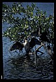 10665-00150-Pelicans, Cormorants and Anhingas-Anhinga.jpg