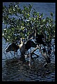 10665-00151-Pelicans, Cormorants and Anhingas-Anhinga.jpg