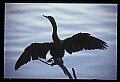 10665-00152-Pelicans, Cormorants and Anhingas-Anhinga.jpg