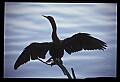 10665-00153-Pelicans, Cormorants and Anhingas-Anhinga.jpg
