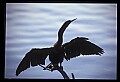 10665-00154-Pelicans, Cormorants and Anhingas-Anhinga.jpg