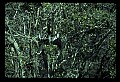 10665-00155-Pelicans, Cormorants and Anhingas-Anhinga.jpg