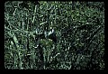10665-00157-Pelicans, Cormorants and Anhingas-Anhinga.jpg