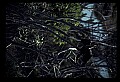 10665-00158-Pelicans, Cormorants and Anhingas-Anhinga.jpg