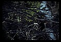 10665-00159-Pelicans, Cormorants and Anhingas-Anhinga.jpg