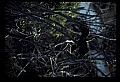 10665-00160-Pelicans, Cormorants and Anhingas-Anhinga.jpg