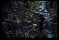 10665-00162-Pelicans, Cormorants and Anhingas-Anhinga.jpg