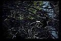 10665-00163-Pelicans, Cormorants and Anhingas-Anhinga.jpg