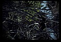 10665-00164-Pelicans, Cormorants and Anhingas-Anhinga.jpg