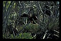 10665-00165-Pelicans, Cormorants and Anhingas-Anhinga.jpg