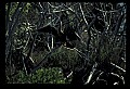 10665-00166-Pelicans, Cormorants and Anhingas-Anhinga.jpg