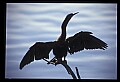 10665-00168-Pelicans, Cormorants and Anhingas-Anhinga.jpg
