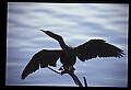 10665-00169-Pelicans, Cormorants and Anhingas-Anhinga.jpg