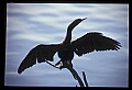10665-00170-Pelicans, Cormorants and Anhingas-Anhinga.jpg