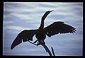 10665-00171-Pelicans, Cormorants and Anhingas-Anhinga.jpg