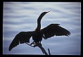 10665-00172-Pelicans, Cormorants and Anhingas-Anhinga.jpg