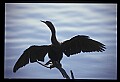 10665-00174-Pelicans, Cormorants and Anhingas-Anhinga.jpg