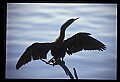 10665-00175-Pelicans, Cormorants and Anhingas-Anhinga.jpg